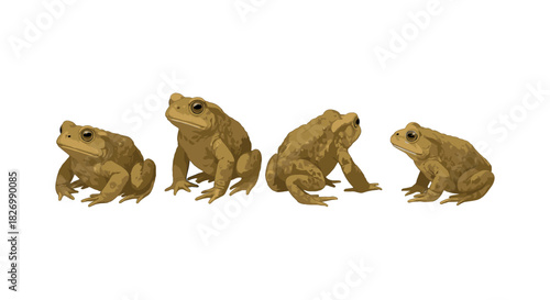 Brown toads in various poses on white background