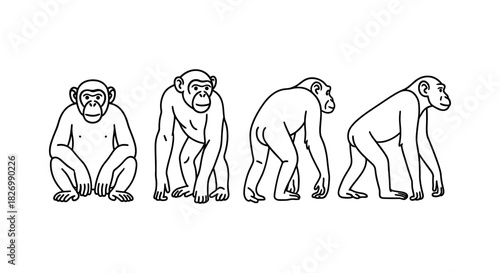 Evolution of humans in line art: from ape to homo sapiens in side view