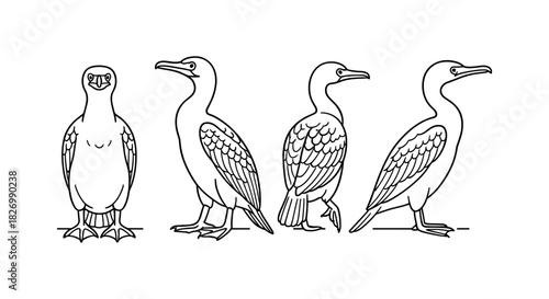 Cormorant bird line drawing with multiple side views for educational design