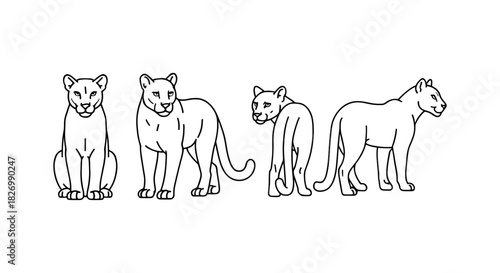 Panther line drawings in various poses on white background