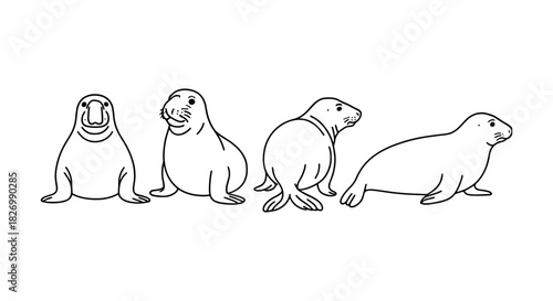 Linear walrus and seal illustrations showcasing diverse poses and expressions