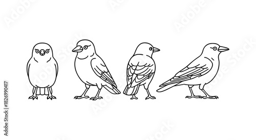 Bird outline art: four views of a bird perched in linear style