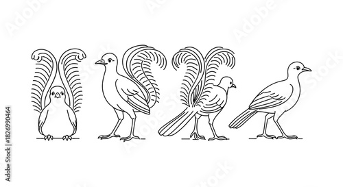 Elegant line art of exotic birds with ornamental feathers illustrating various poses