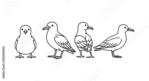 Outline seagull cartoon: four bird poses in side and front view