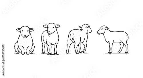 Linear sheep illustrations: four diverse poses of cute farm animals