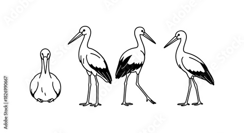 Stork bird silhouette variations: front view, side profile, walking and standing positions
