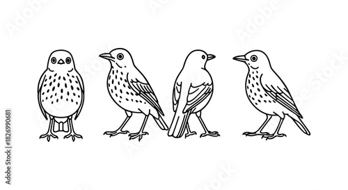 Outline of songbirds from different angles with minimalist design