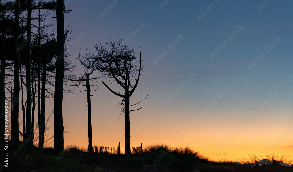 Obraz premium walking around Newborough Forest and Llandwyn Island Anglesey