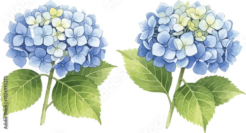 Watercolor style blue and white hydrangea flowers with green leaves, botanical vector illustration.