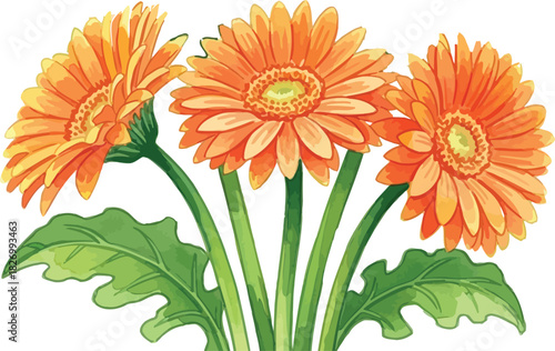 Vibrant Orange Gerbera Daisies Vector Illustration on White Background