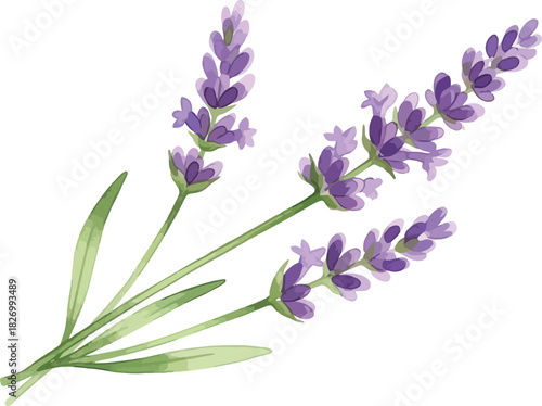 Watercolor illustration of delicate lavender flowers on white background