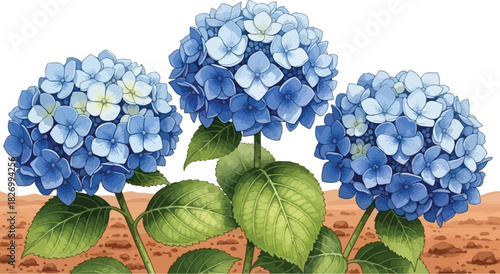 Blue Hydrangea Flowers Illustration with Green Leaves and Brown Soil