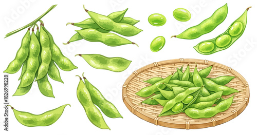 枝豆のセットイラスト（枝付き・鞘・豆・ざる）,夏野菜,和食,ビールのおつまみ,水彩,リアル