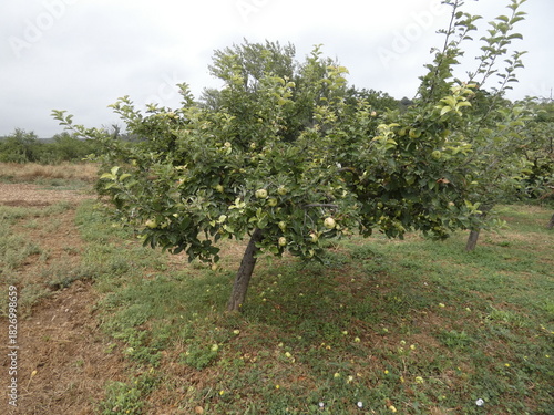 Manzanas amarillas en un manzano