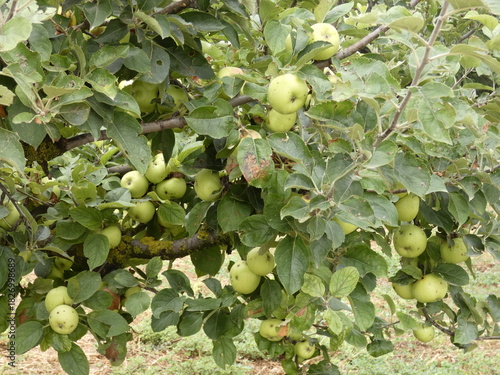 Manzanas amarillas en un manzano