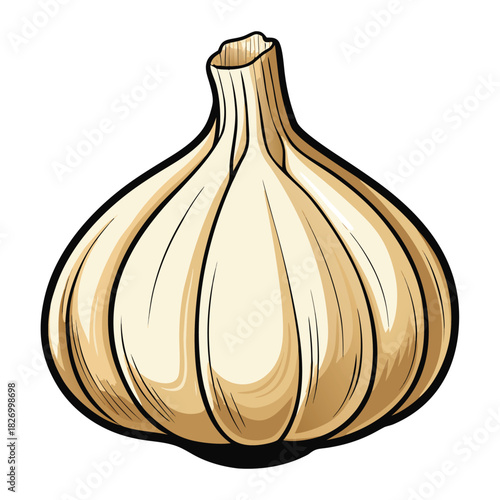 vector illustration of garlic