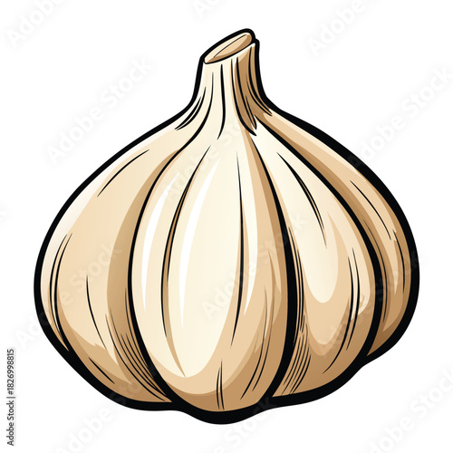 vector illustration of garlic