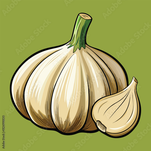 vector illustration of garlic