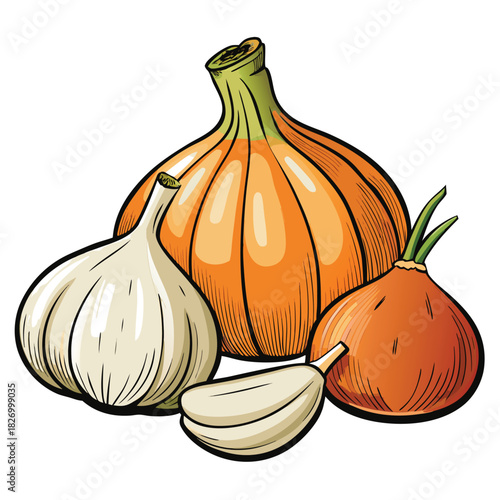 vector illustration of garlic