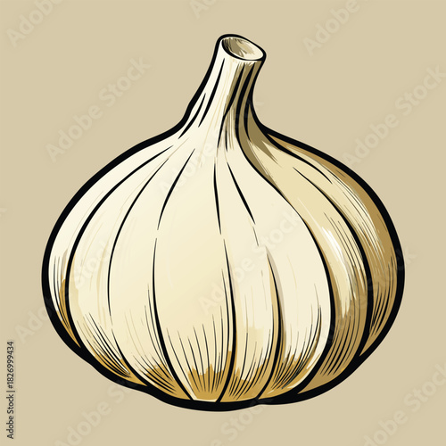 vector illustration of garlic