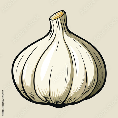 vector illustration of garlic