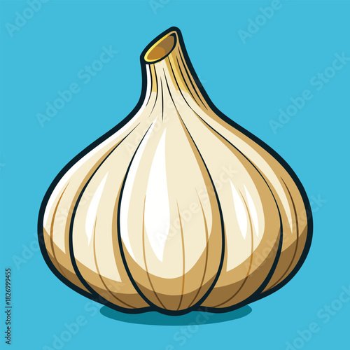 vector illustration of garlic