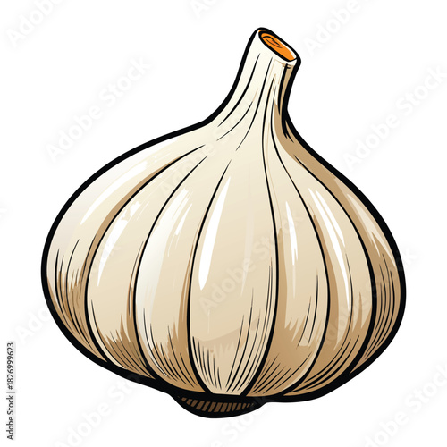 vector illustration of garlic