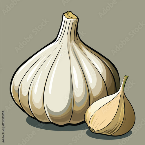 vector illustration of garlic