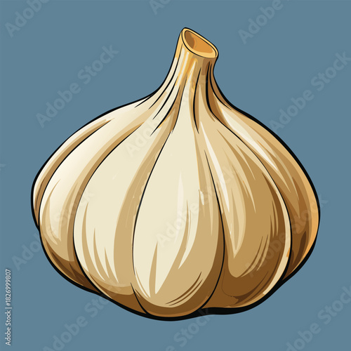 vector illustration of garlic