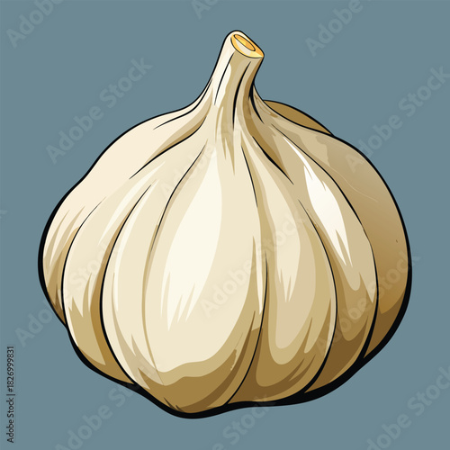 vector illustration of garlic