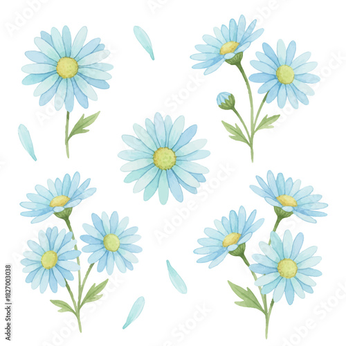 Blue daisies set with stems and loose petals. Delicate summer flowers with vibrant yellow centers.