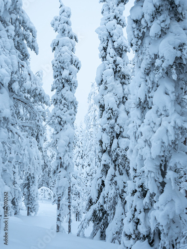 Winter forest with frost and snow on fir branches in Lapland, Finland.

