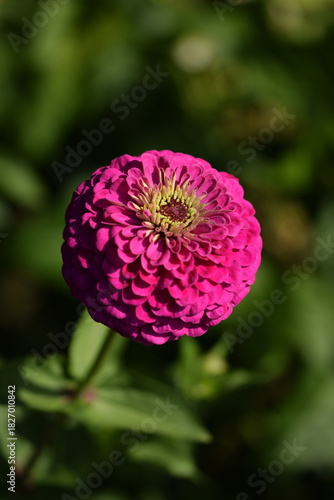 Vivid pink zinnia flower with yellow inner blooming on bokeh green garden background, selective focus, closeup, macro.