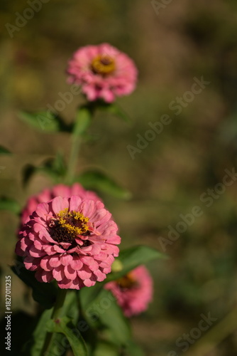 Pastel pink zinnia flower with yellow inner blooming on bokeh green garden background, selective focus, closeup, vertical, space for text.