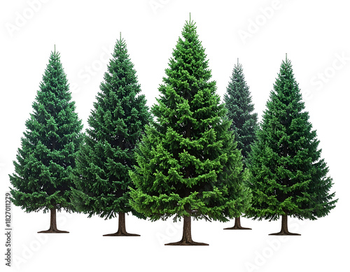 Pine trees in a forest clearing