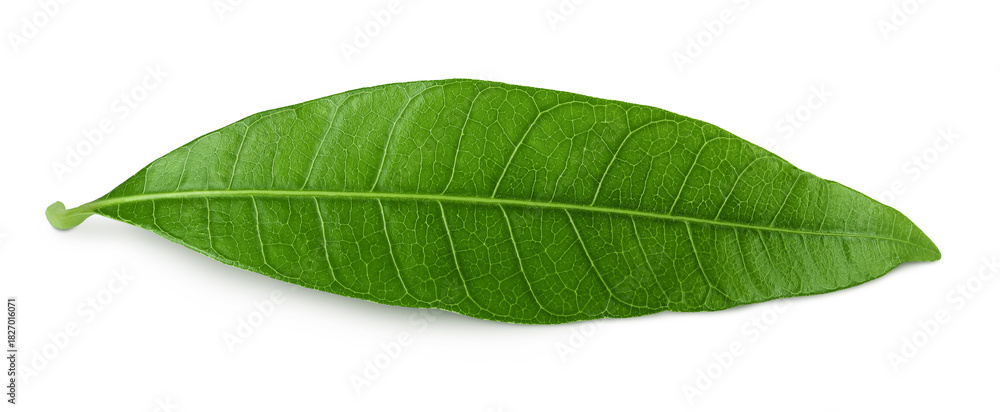 Obraz premium Green Mango leaf isolated on a white background. Top view. Flat lay