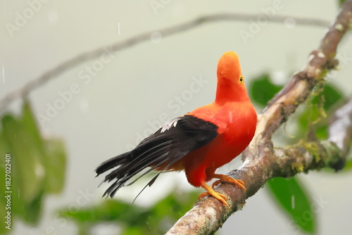 Andean cock-of-the-rock, Rein forest, Parque Nacional Cayambe-Coca,  Ecuador