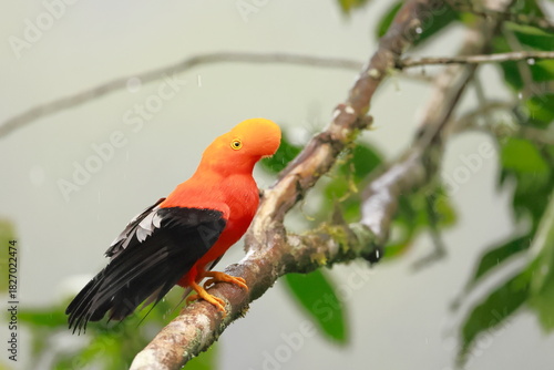 Andean cock-of-the-rock, Rein forest, Parque Nacional Cayambe-Coca,  Ecuador