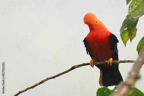 Andean cock-of-the-rock, Rein forest, Parque Nacional Cayambe-Coca,  Ecuador