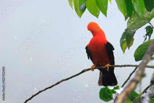 Andean cock-of-the-rock, Rein forest, Parque Nacional Cayambe-Coca,  Ecuador