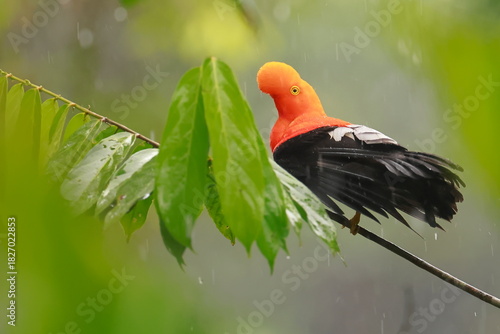 Andean cock-of-the-rock, Rein forest, Parque Nacional Cayambe-Coca,  Ecuador