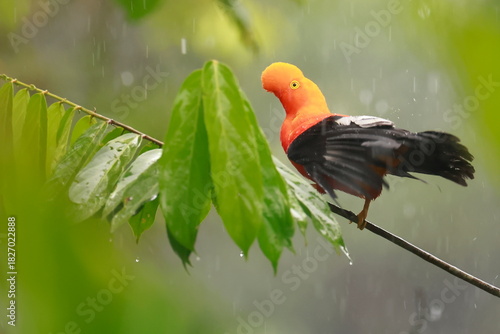 Andean cock-of-the-rock, Rein forest, Parque Nacional Cayambe-Coca,  Ecuador