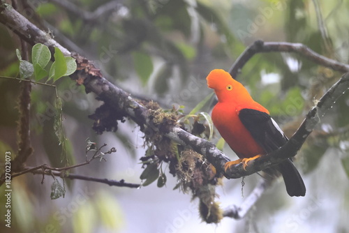 Andean cock-of-the-rock, Rein forest, Parque Nacional Cayambe-Coca,  Ecuador
