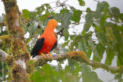 Andean cock-of-the-rock, Rein forest, Parque Nacional Cayambe-Coca,  Ecuador