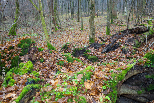 Canvas Print A forest ground scene with a fallen tree heavily covered in bright green moss and autumnal brown leaves
