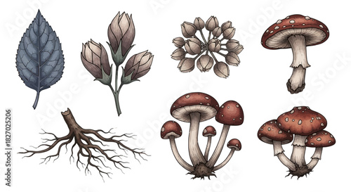 Collection of watercolor botanical elements including various mushrooms, a leaf, flower buds, a root, and seed pods