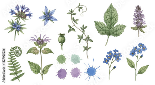 Collection of watercolor botanical illustrations featuring various blue and purple wildflowers, leaves, and sprigs