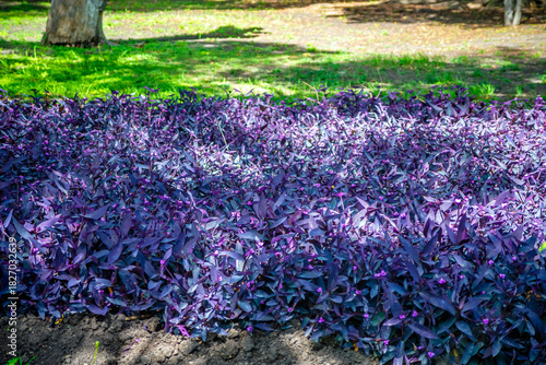 Tradescantia pallida, purpurina, purple flower in public garden in queretaro 