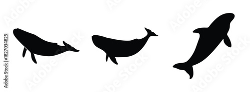 Whale silhouette vector art illustration set ocean wildlife marine life aquatic animal drawing design graphic 