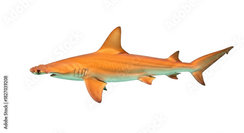 Hammerhead shark PNG isolated on transparent background, marine predator with distinctive head shape for educational and design purposes